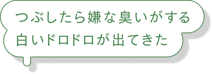つぶしたら嫌な臭いがする白いドロドロが出てきた